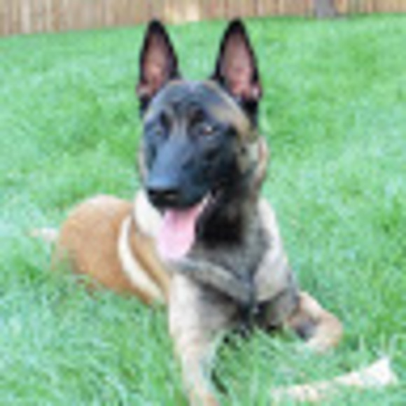 Meet your Posher, Dog day all day - Picture 1 of 1